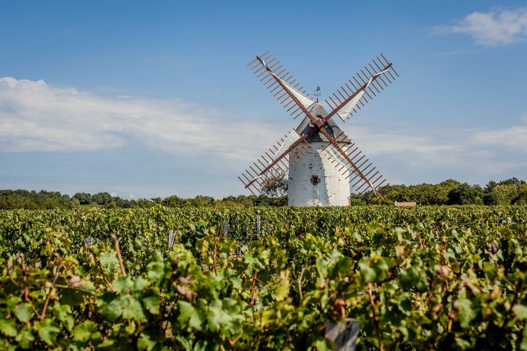 VIGNES-PAYS-MAREUILLAIS-3