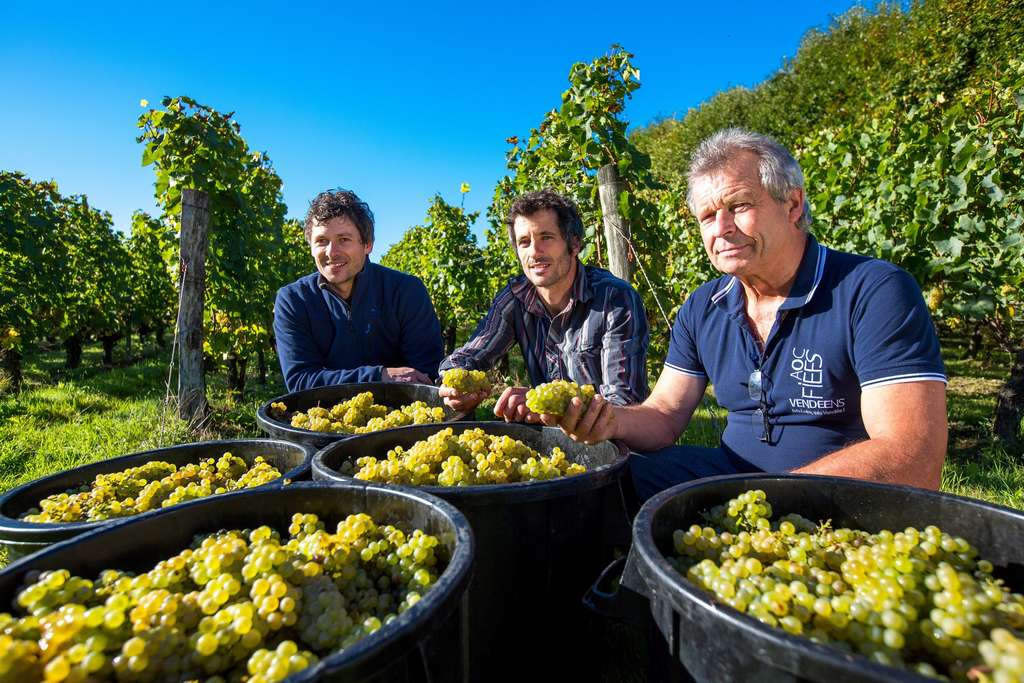 domaine-de-la-barbiniere-orion-fiefs-vendeens-chantonnay