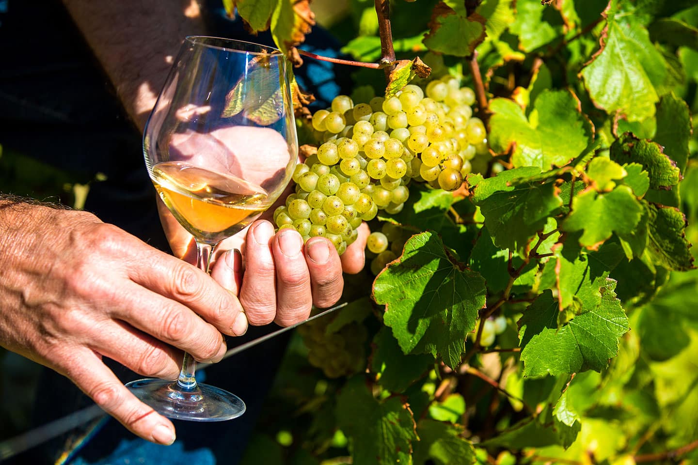 vignoble-vigne-vin-mareuillais-Fiefs-Vendeens (1)