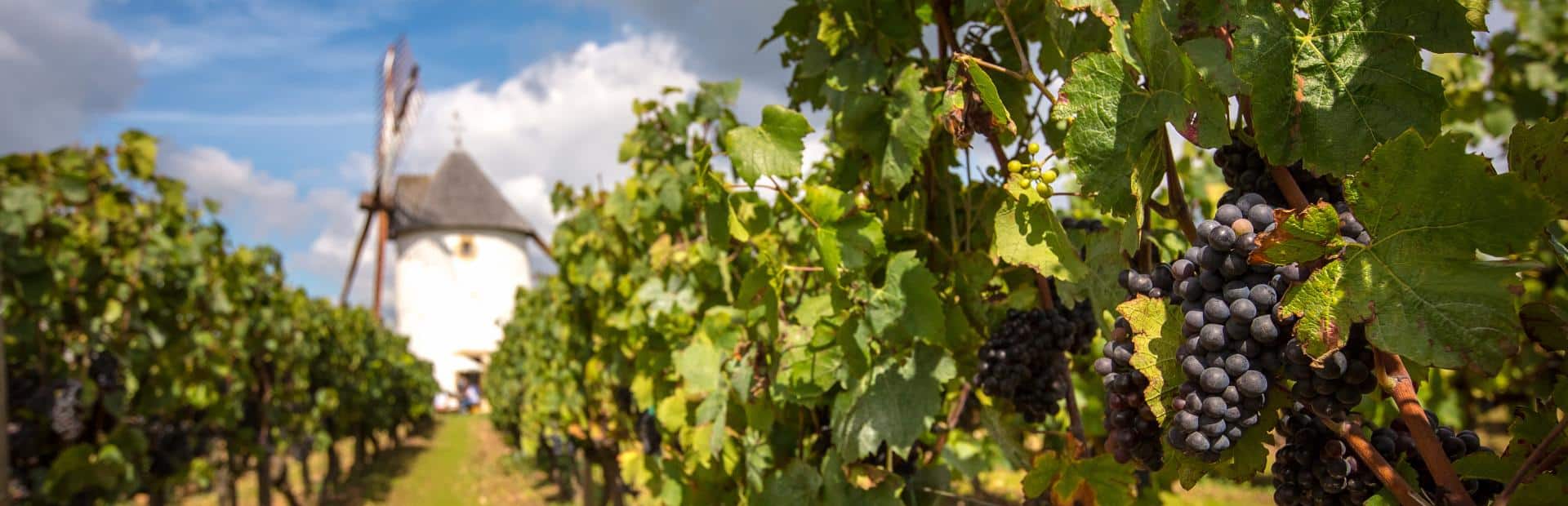domainemourat_mareuilsurlay_1920x620_0